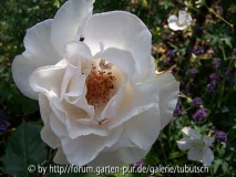 test - rose 2