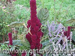 Amaranth Elefantenkopf