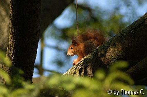 Eichhörnchen in der Esche