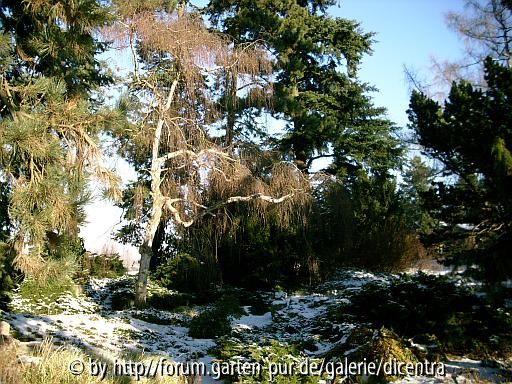 Foerster-Garten - Steingarten