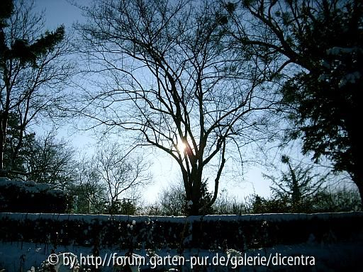 Foerster-Garten - im Gegenlicht