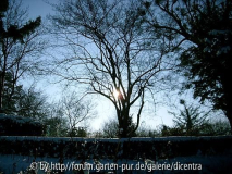 Foerster-Garten - im Gegenlicht