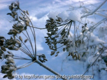 Fenchel im Schnee