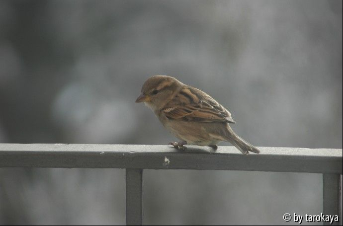 jungvogel sperling?