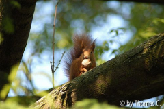 Eichhörnchen in der Esche