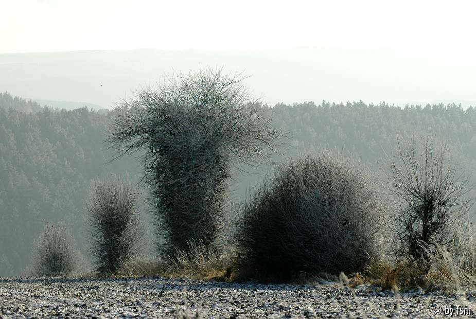 Feldansichten 1 03-01-2009