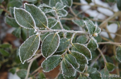 shishigashira-10°C