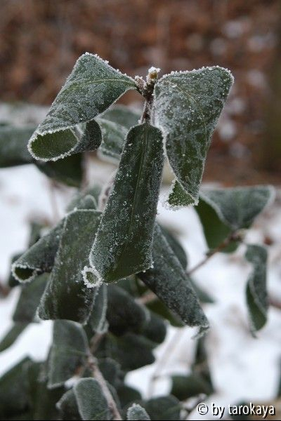margherita coleoni-10°C