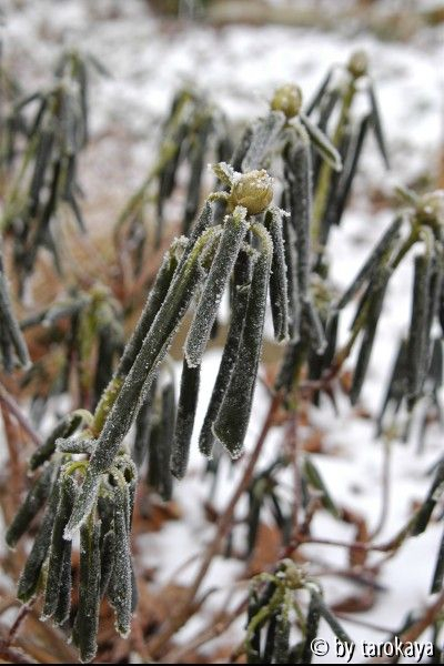 rhododendron-10°C