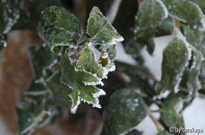 kingyo-tsubaki-9°C