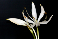 Crinum natans Blüte