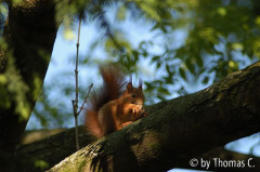 Eichhörnchen in der Esche