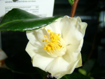 white swan 11