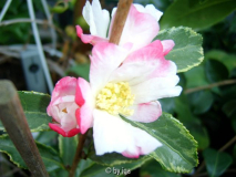 sasanqua variegata11