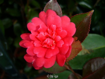 sasanqua variegata11
