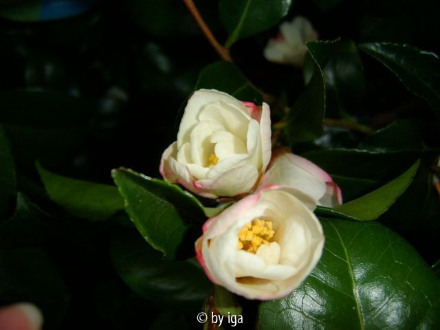 apple blossom11