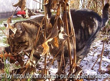 Tigerpython auf der Pirsch