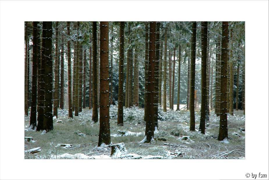 Waldansichten 1 31-01-2008