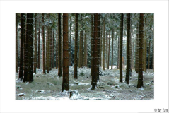 Waldansichten 1 31-01-2008