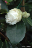 elegans champagne knospe