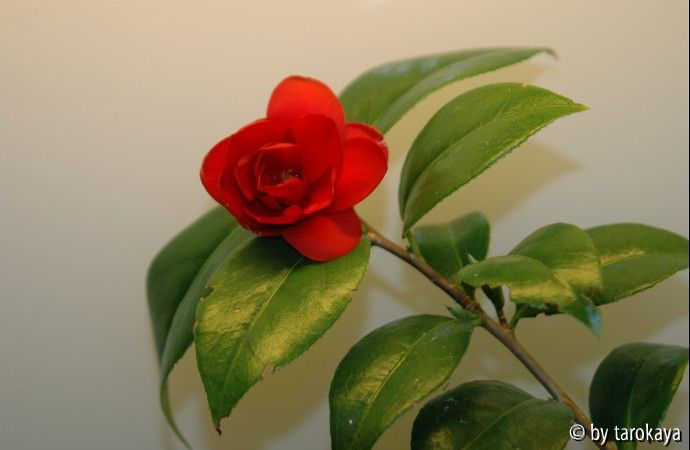 utsukushi asahe2