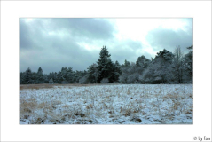 Waldansichten 3 31-01-2008