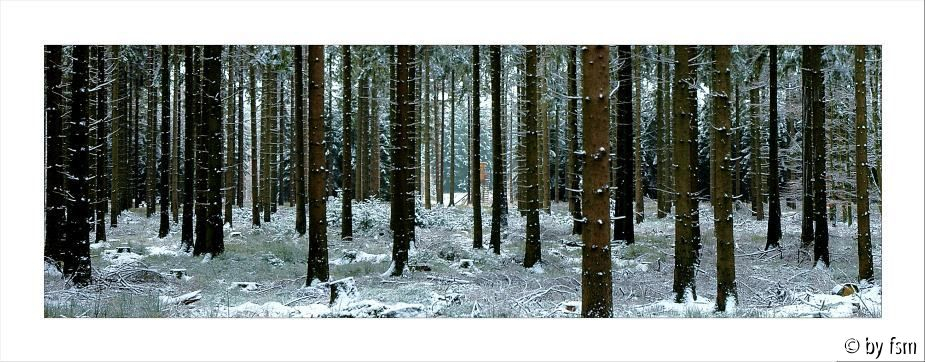 Waldansichten 2 31-01-2008