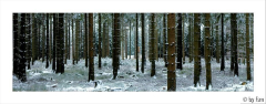 Waldansichten 2 31-01-2008