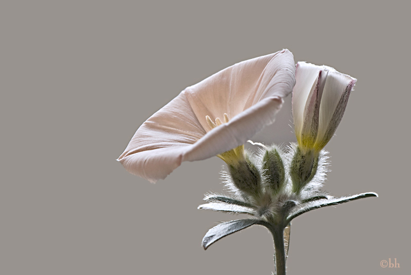 convolvulus cneorum HG weichgezeichnet