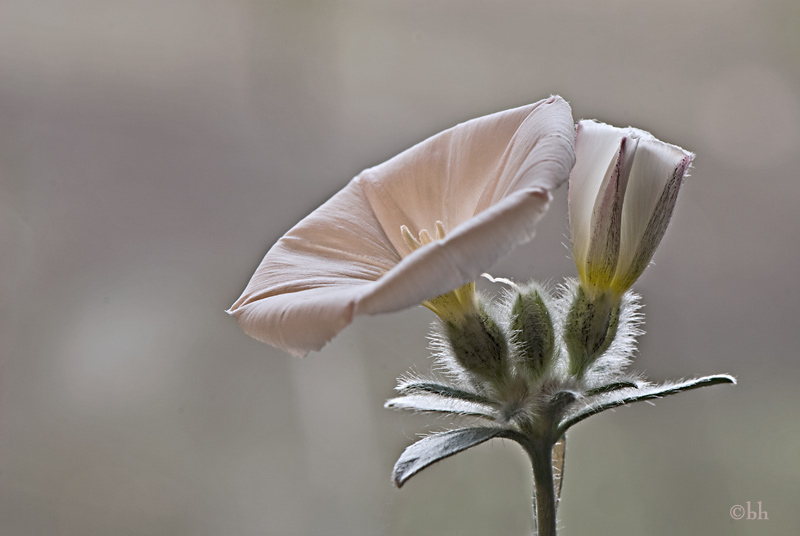 Convolvulus cneorum Original