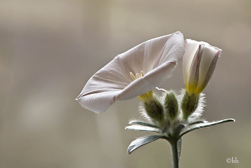 Convolvulus cneorum natürliches Licht