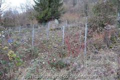 Brombeerdickicht