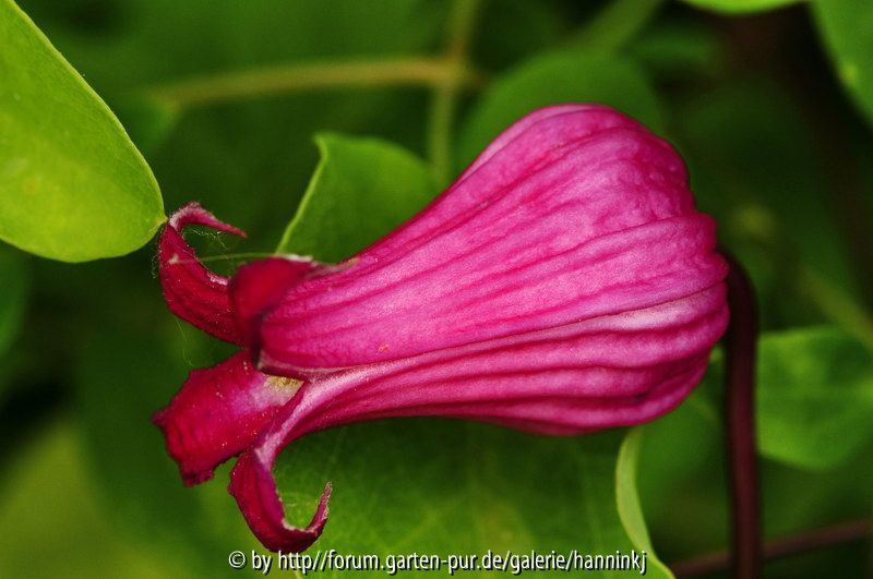 Clematis TEX009