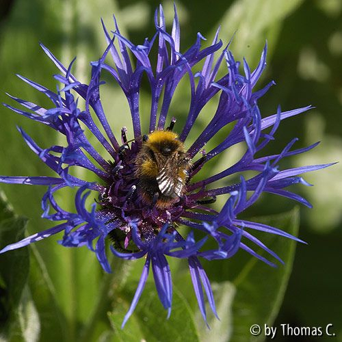 Bergflockenblume und Biene