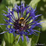 Bergflockenblume und Biene