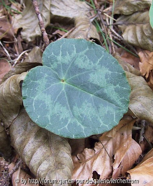 Fatra-Alpenveilchen (Cyclamen purpurascens var. fatrense)