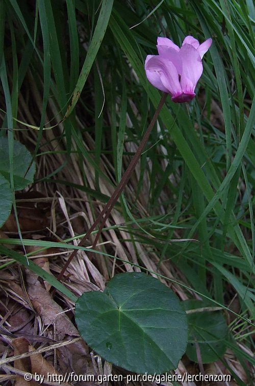 Fatra-Alpenveilchen (Cyclamen purpurascens var. fatrense)