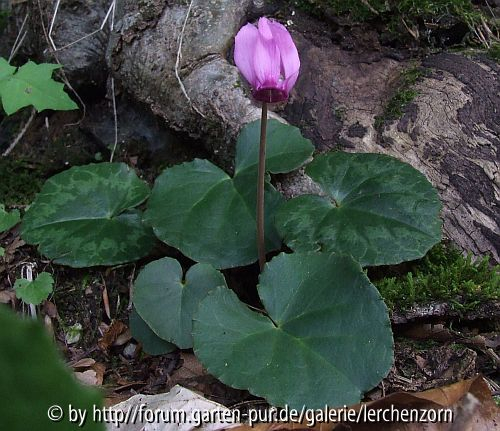 Fatra-Alpenveilchen (Cyclamen purpurascens var. fatrense)