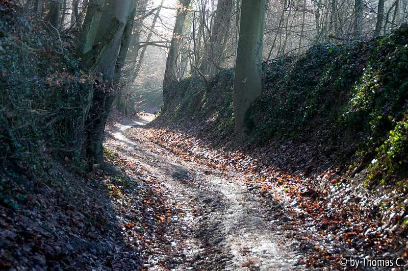 Hohlweg nach Merten