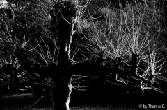 Poltergeist - Baum