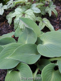 Pewterware mit Heucherella Kimono.JPG
