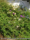 Rambler und Clematis