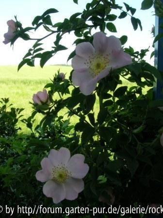 Wildrose