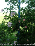 Wildrose