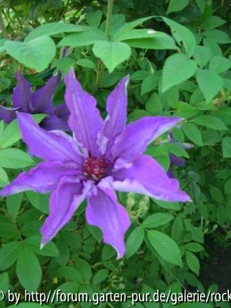 Clematis
