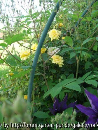 Gelbe Rose mit roten Innenleben