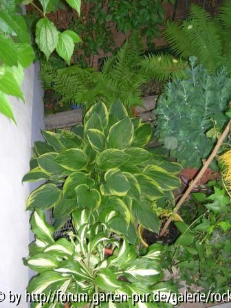 Hosta