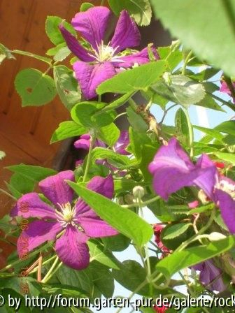 Clematis