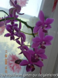 Orchidee