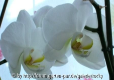 Orchidee
